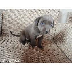 Blue Cane Corso