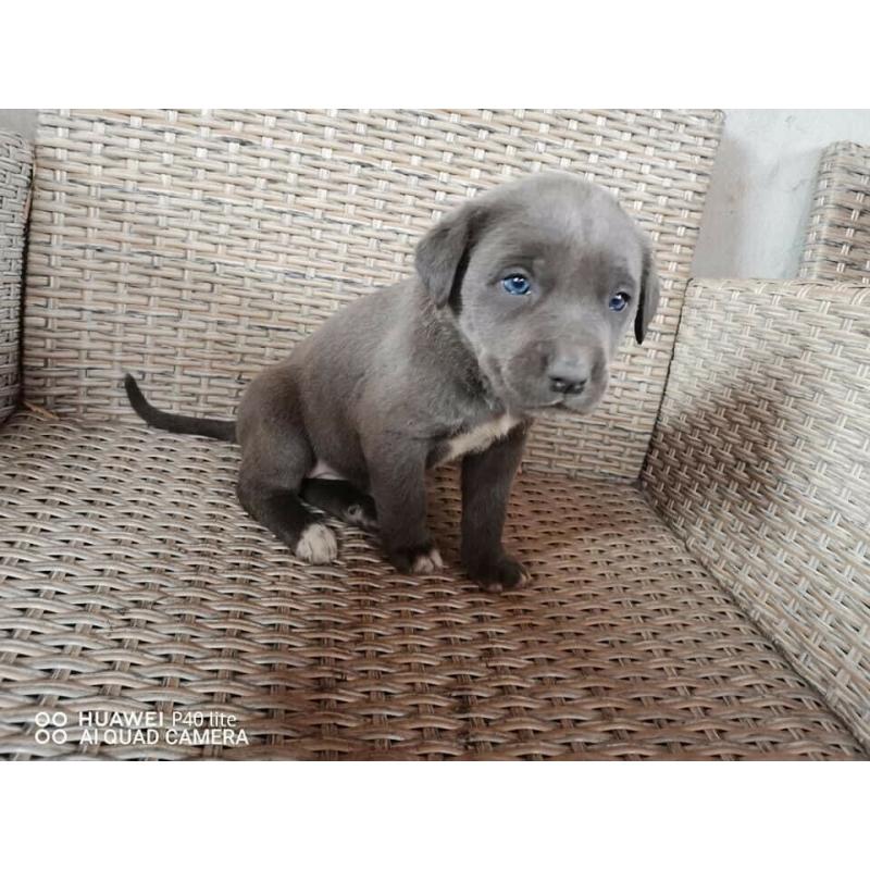 Blue Cane Corso